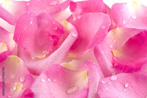 Dew drops on rose petals