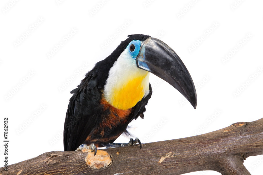 Obraz premium toucan