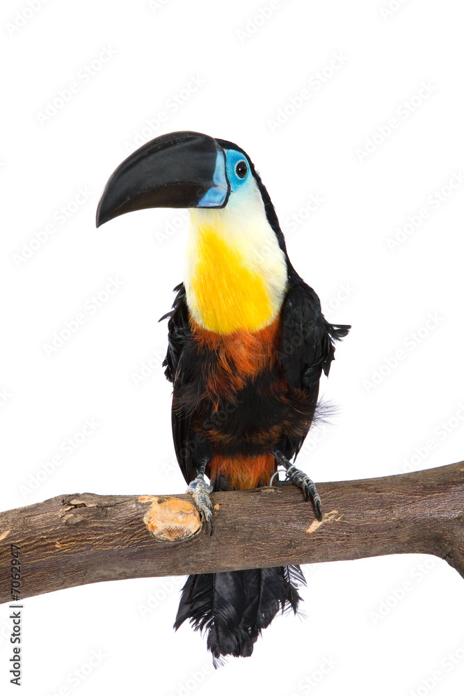 toucan