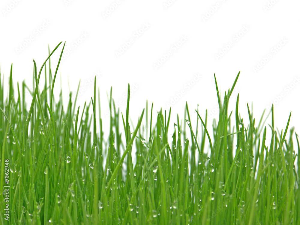 herbes humides du matin herbes humides du matin