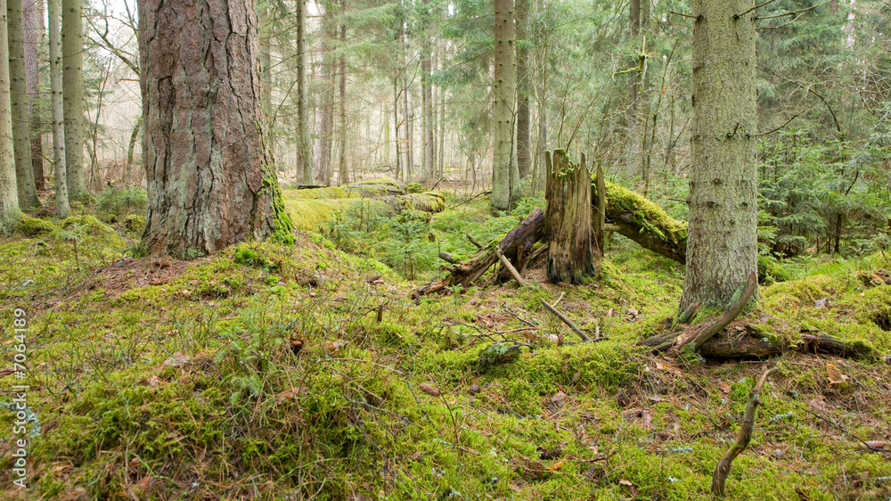 Primeval coniferous forest