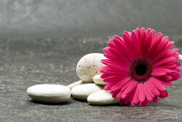 Handdoek met foto Gerbera Roze gerbera op witte ondergrond  © Sunnydays