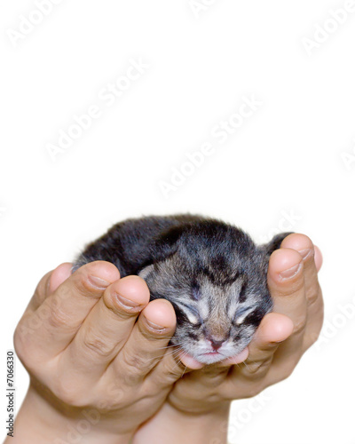 Small cat in hands