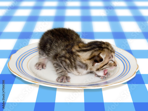 Small cat on plate