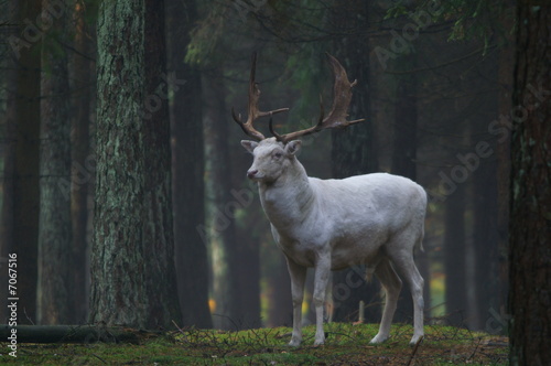 weißer damhirsch