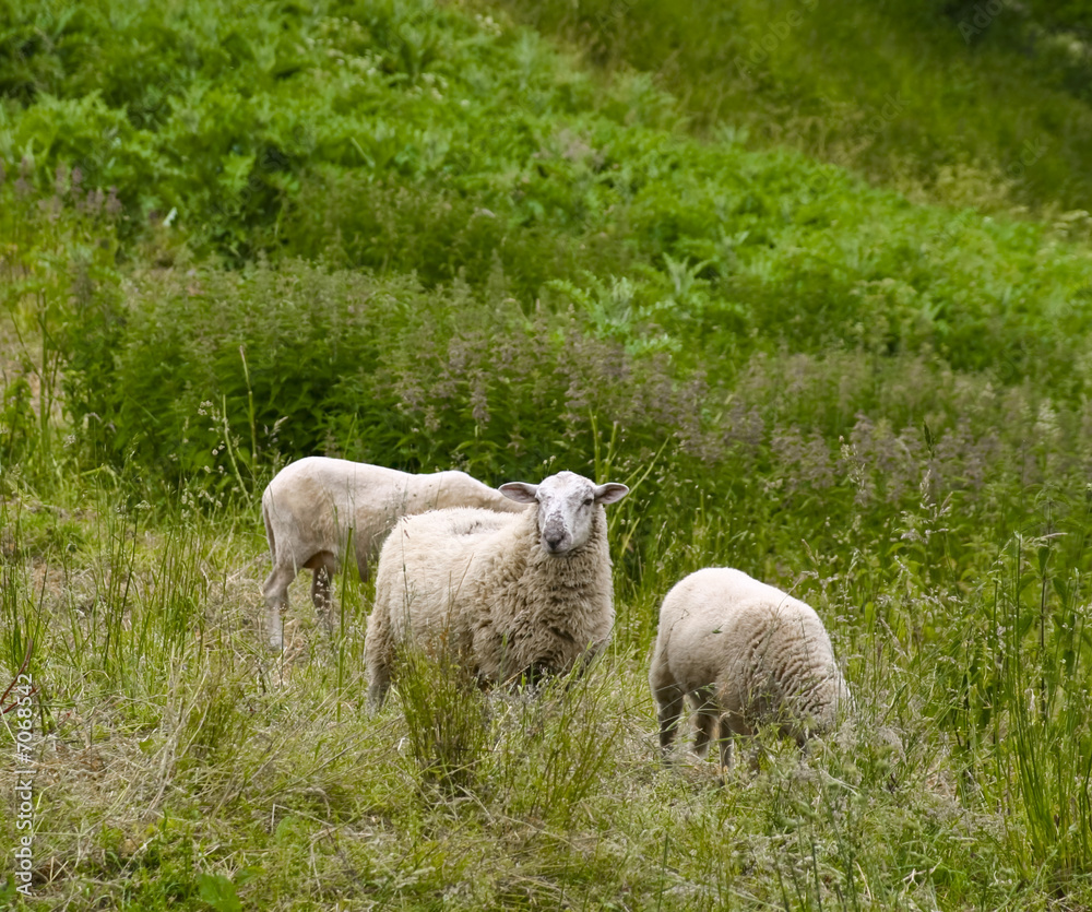 Fototapeta premium Moutons dans un paturage