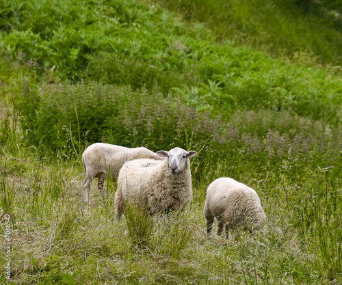 Moutons dans un paturage