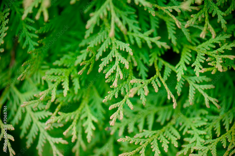 Organic background texture Organic background texture