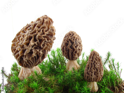 Morel mushrooms isolated