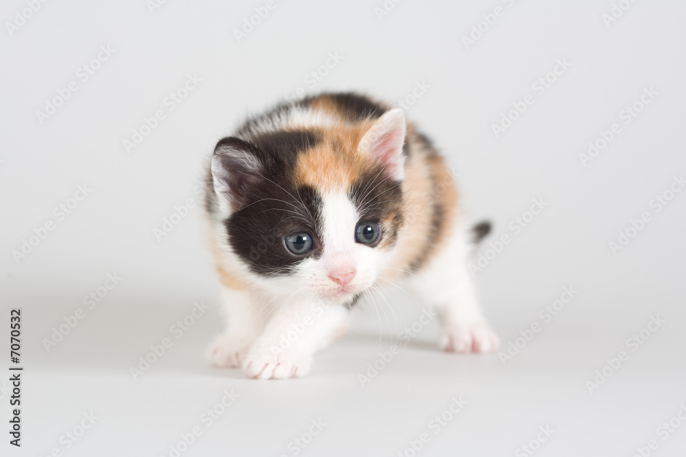 spotted kitten standing on a floor, isolated