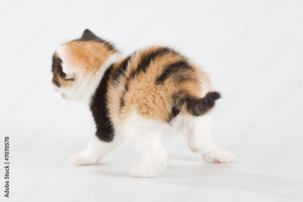 spotted kitten standing on a floor, back view, spotted kitten standing on a floor, back view,