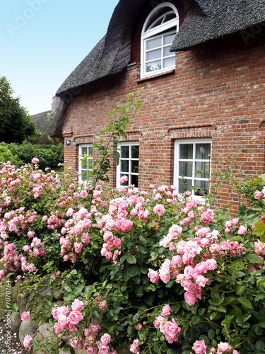 Friesenhaus mit Friesenrose