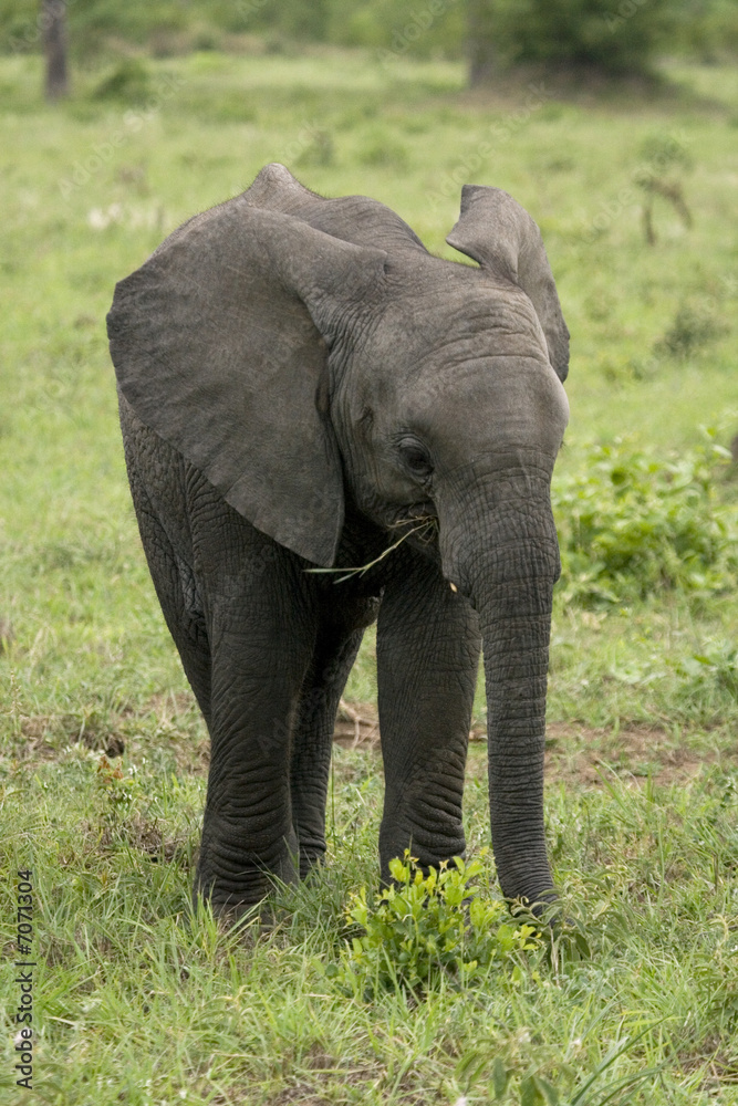Fototapeta premium little elephant