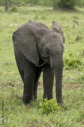 little elephant