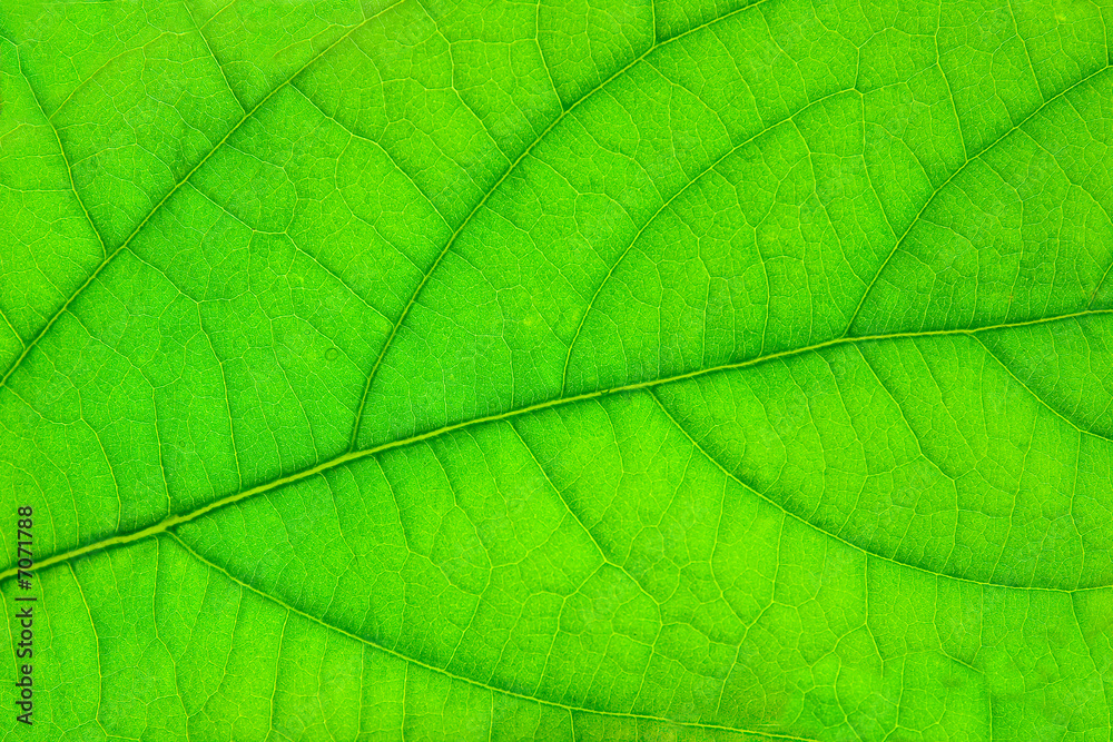 structure of green leaf structure of green leaf