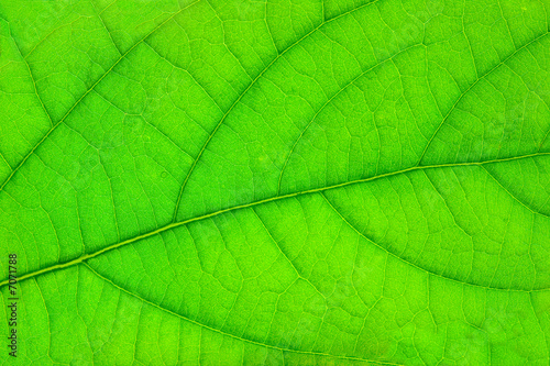 structure of green leaf