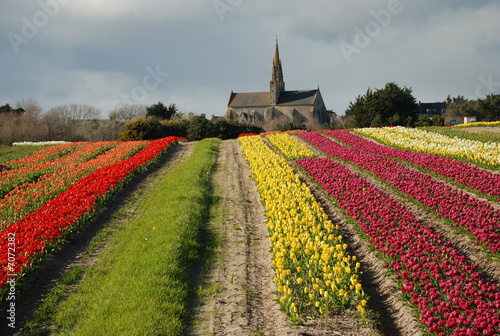 chapelle et tulipe en bretagne photo