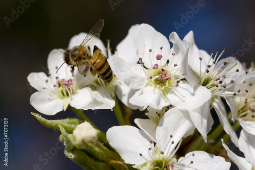 Bee on a blossom