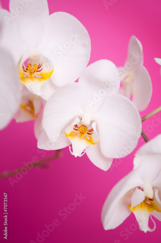 Close up of white orchid.
