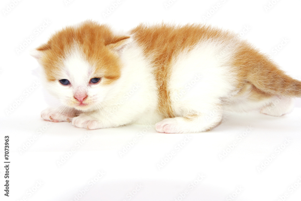 Cat in studio Cat in studio