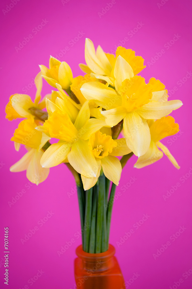 Bouquet of sunny yellow daffodils