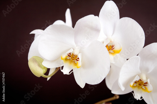 Fototapeta Naklejka Na Ścianę i Meble -  White orchid isolated on broun background