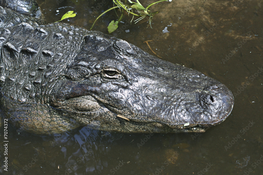 Waiting Alligator Waiting Alligator