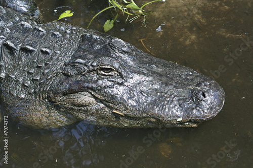 Waiting Alligator © Brocreative