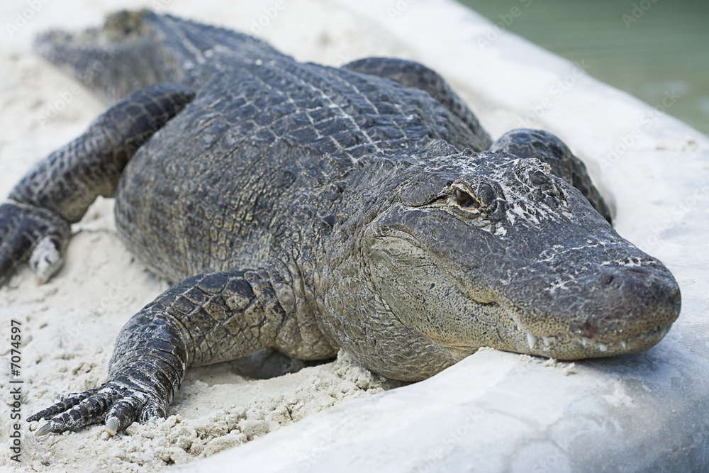 Obraz premium Alligator Close up