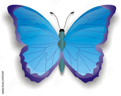 illustration of blue butterfly © Yulia Schuster
