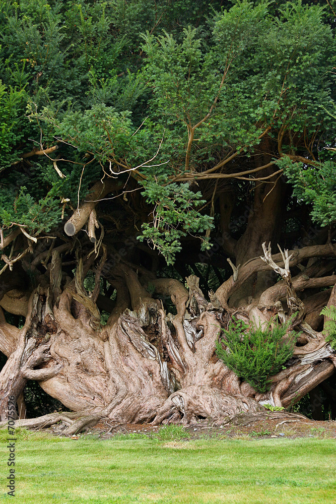 Ancient Yew Tree Ancient Yew Tree