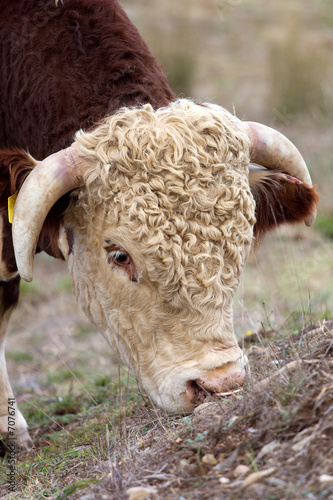 Hereford bull.