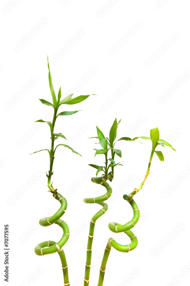 Fototapeta premium Bamboo branches isolated on the white background
