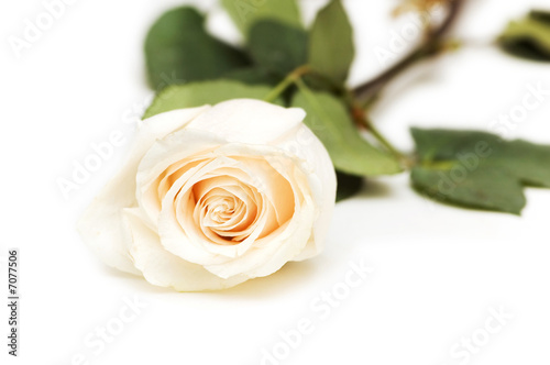 Single rose isolated on the white background