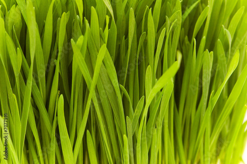 Extreme close up of fresh grass blades