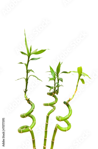 Bamboo branches isolated on the white background