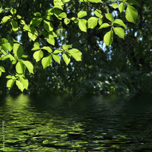 green leaves reflecting in the water  shallow focus