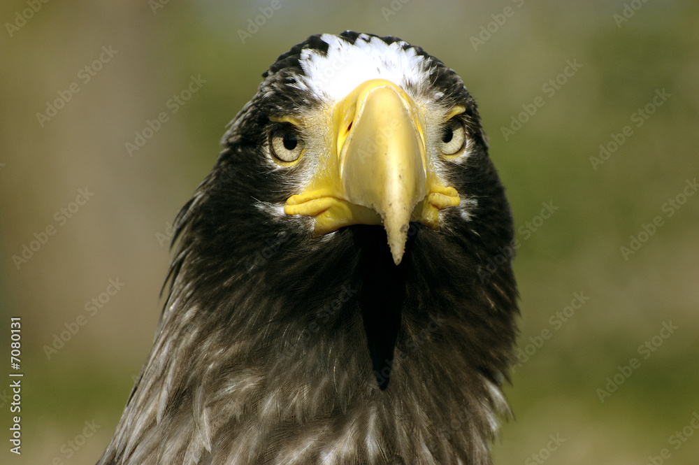 Obraz premium Riesenseeadler