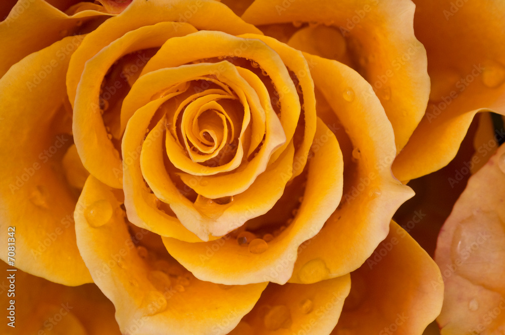 Rose 2
