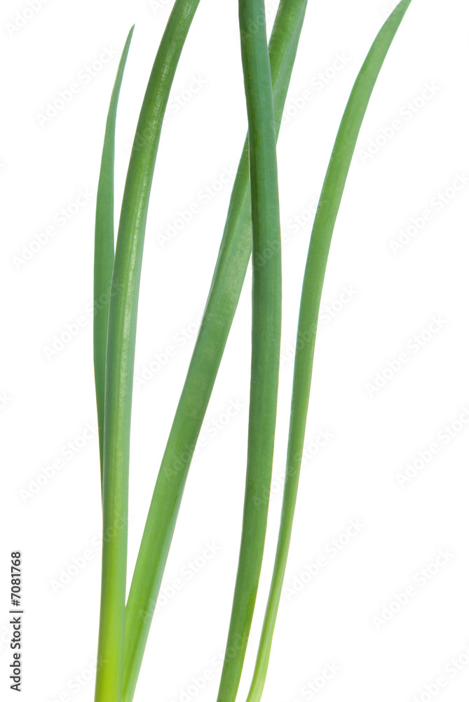 Green onion isolated on white background Green onion isolated on white background
