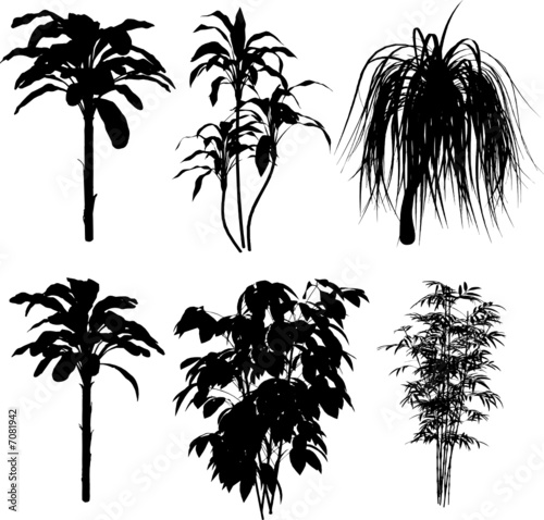 bamboo and other tropical plant VECTOR