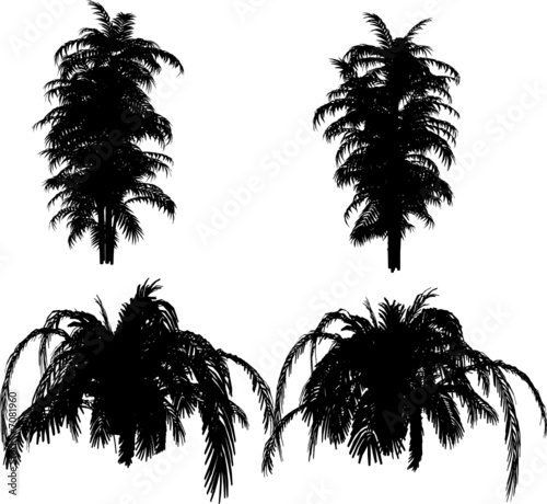 bamboo and other tropical plant VECTOR