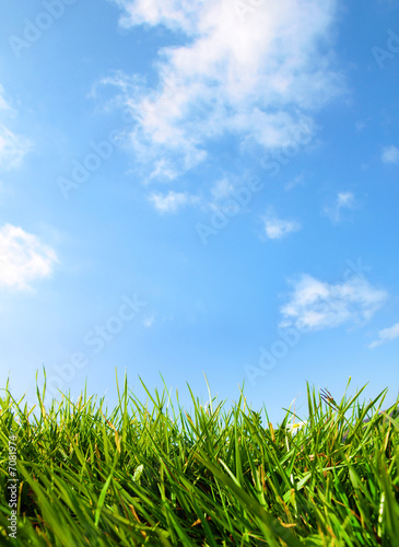 Fototapeta Naklejka Na Ścianę i Meble -  Close Up Grass and Bright Blue Sky