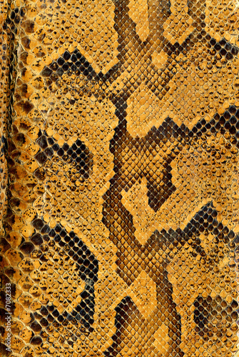Snake skin background texture