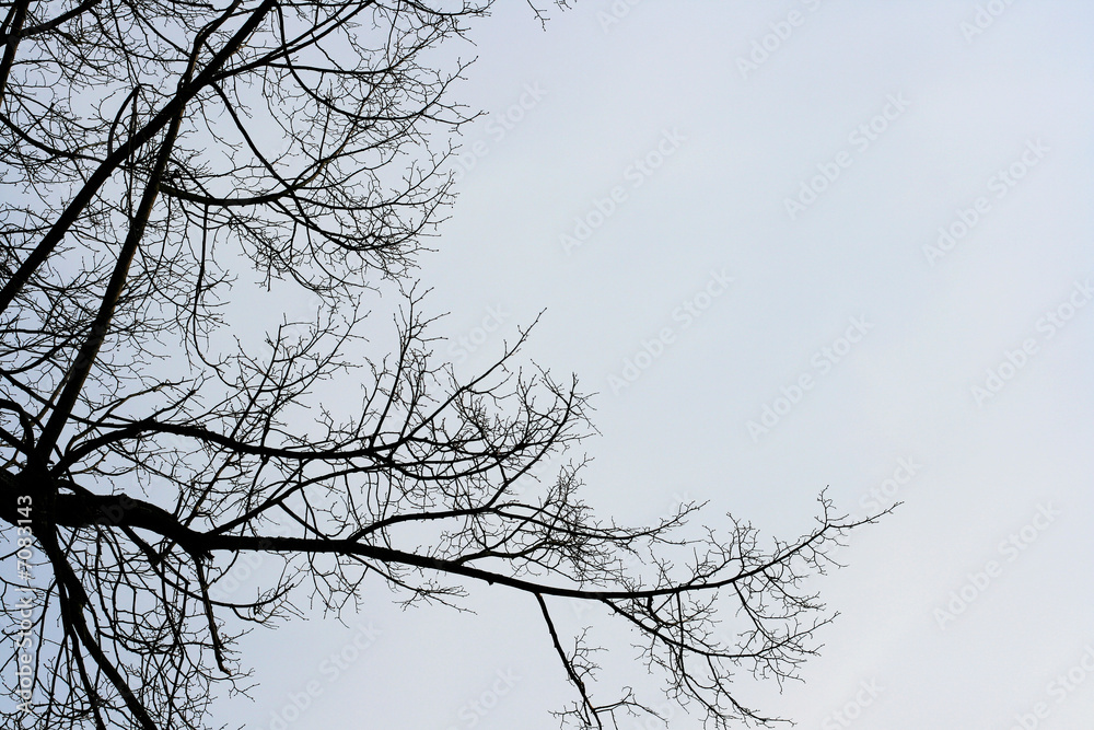 Obraz premium Naked tree