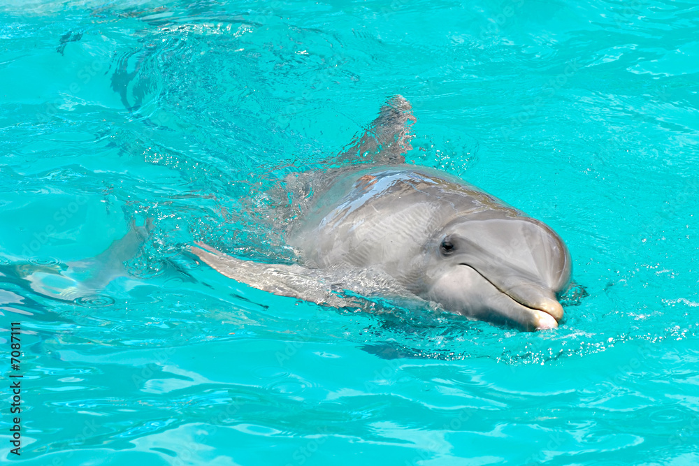 Naklejka premium Dolphin happy swimming in water