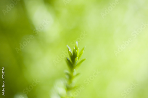 green background