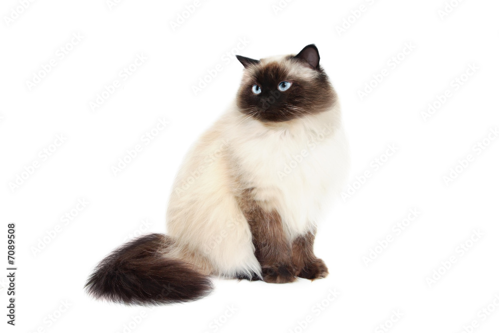 Fototapeta premium Cat 