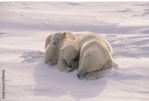 Polar bear with her cubs,soft filtered Arctic sunlight