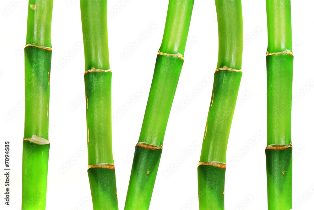 Obraz premium Oriental Bamboo